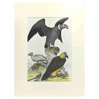 Johann Friedrich Naumann, Condor, Etching, 1840 For Sale