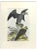 Johann Friedrich Naumann, Condor, Etching, 1840 For Sale