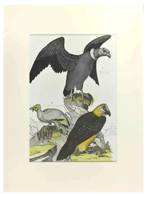 Johann Friedrich Naumann, Condor, Etching, 1840