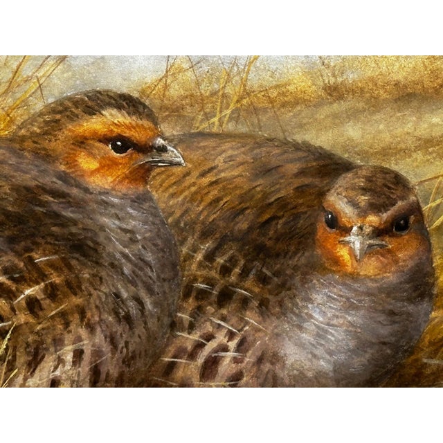 Wood British Ornithology Watercolor of Grey Partridges in New Forest Moor in the Manner of Archibald Thorburn For Sale - Image 7 of 18