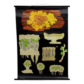 Yellow Lichen Botany Plants Wall Chart by Jung Koch Quentell For Sale