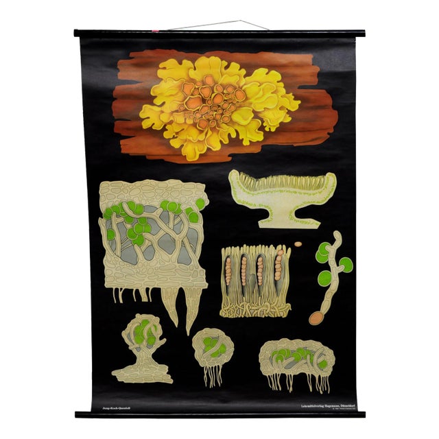 Yellow Lichen Botany Plants Wall Chart by Jung Koch Quentell For Sale
