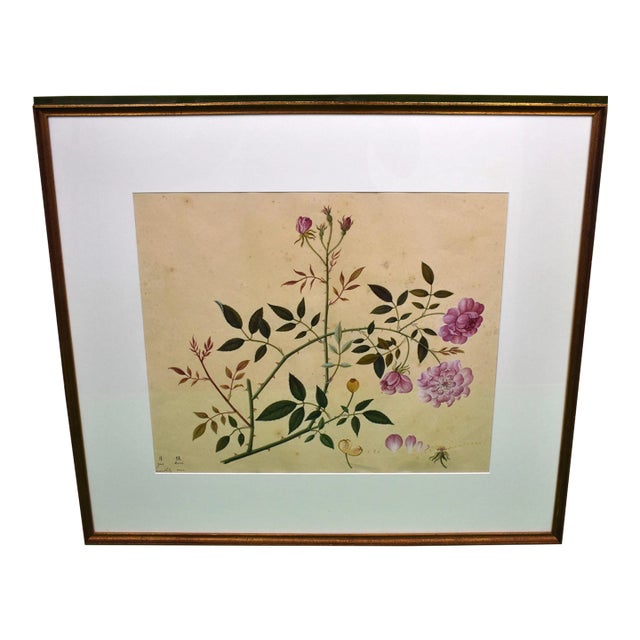 Monthly Rose Chinese Hand-Watercolour 19thc Painting For Sale