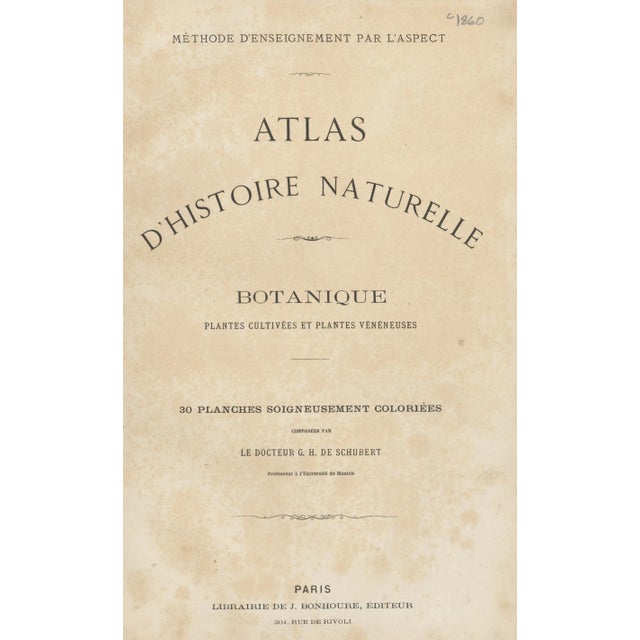 1860s French Antique Botanical Chromolithograph-Lily-With Documentation,matted For Sale - Image 4 of 4