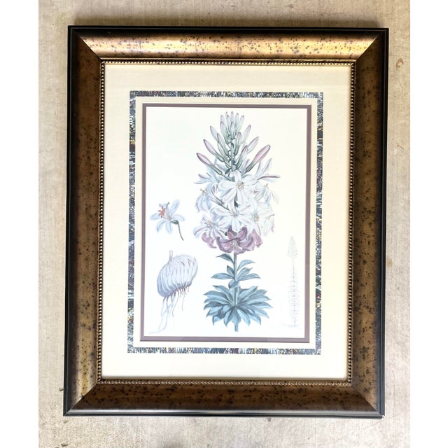 Walter Hood Fitch Lilium Washingtonianum, Washington Lily Large Framed Print 33” Good vintage condition. The print is in...