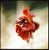 Paul Cooklin, Wallflower, Edition of 50 For Sale - Image 4 of 4