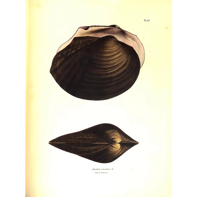 White "Exotic Conchology or Drawings and Descriptions of Rare Beautiful or Undescribed Shells" 1968 Swainson, William For Sale - Image 8 of 12