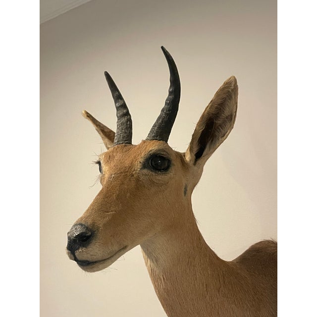 Late 20th Century Reedbuck Shoulder Mount Taxidermy Hunting Trophy For Sale In Nashville - Image 6 of 12