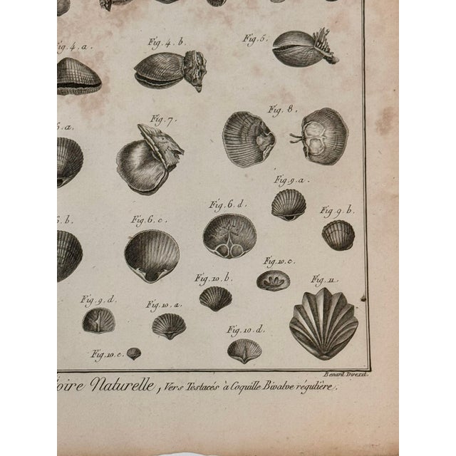 French Antique 18th Century French Shell Engravings Buffon Histoire Naturelle Redouté Plates 243 & 246 For Sale - Image 3 of 8