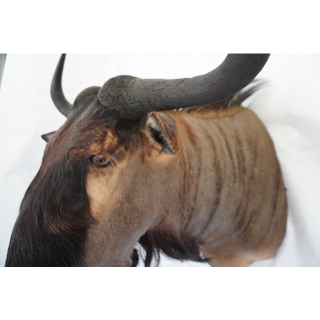 Wildebeest Mount Head Bust For Sale - Image 11 of 18