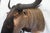 Wildebeest Mount Head Bust For Sale - Image 11 of 18