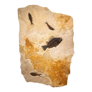 Fossil Fish Mural 9433am For Sale