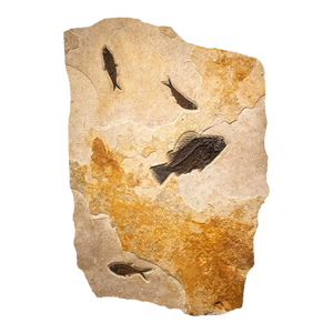 Fossil Fish Mural 9433am
