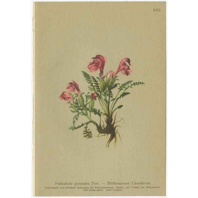 After Anton Hartinger, Pedicularis Wildflower from the Alps, 1897, Chromolithograph, Set of 8 For Sale - Image 9 of 12