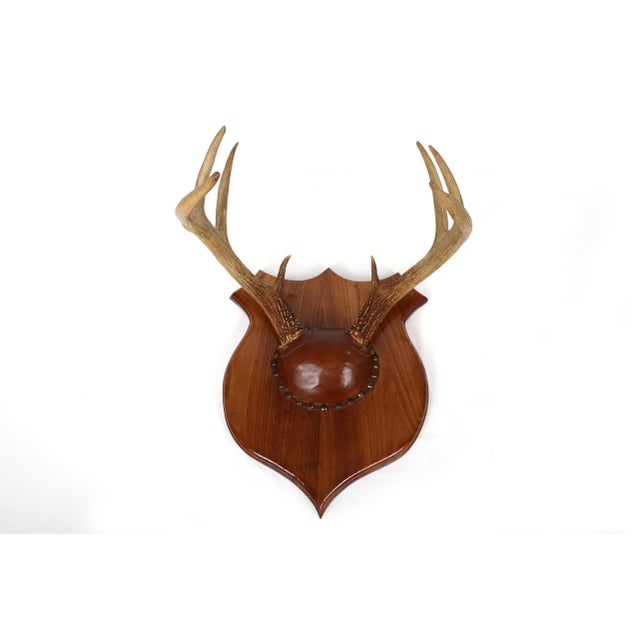 Set of 4 Vintage Mounted Deer Antlers With Leather and Brass Tacks For Sale - Image 4 of 15