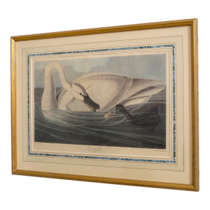 John J Audobon Trumpeter Swan Havell Framed Engraving