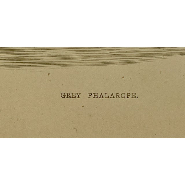Cream Antique Hand Colored Bird Print From England Showcasing a Grey Phalarope - Circa 1880 For Sale - Image 8 of 10