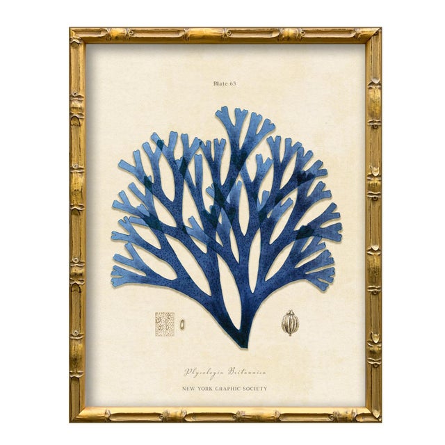 Various Artists Set of 4 Vintage Blue Seaweed Art Print Reproductions (Set of All 4) Framed For Sale - Image 4 of 7