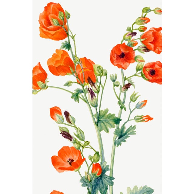 Scarlet Globe Mallow, Vintage Botanical Art Print Reproduction by Mary Vaux Walcott, 20″ × 30″ For Sale In Buffalo - Image 6 of 10