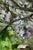 Wisteria captures a moment of serene connection with nature, as a woman reaches upward toward cascading blossoms. The...