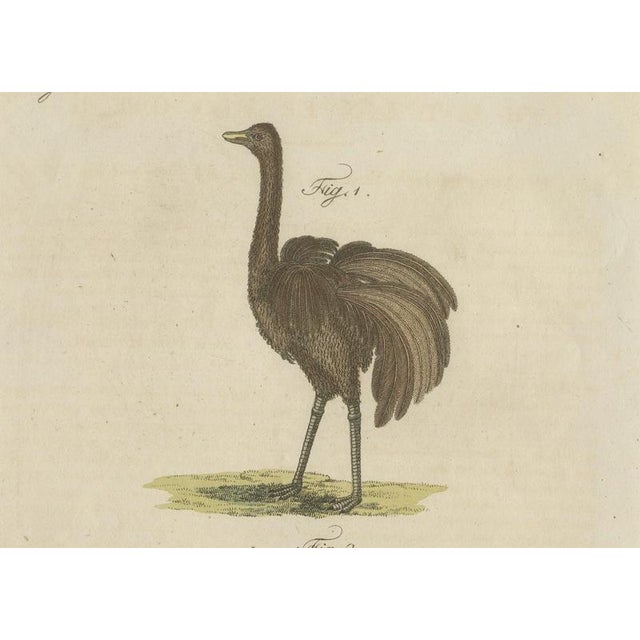 Late 18th Century Antique Greater Rhea and Black Swan Engraving from Bertuch, 1798 For Sale - Image 5 of 9
