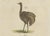 Late 18th Century Antique Greater Rhea and Black Swan Engraving from Bertuch, 1798 For Sale - Image 5 of 9