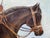 Brown Edward Lloyd of Ellesmere (1818–1901) Victorian Equestrian Oil Painting Travelling to Chester Dated 4 August 1874 For Sale - Image 8 of 18