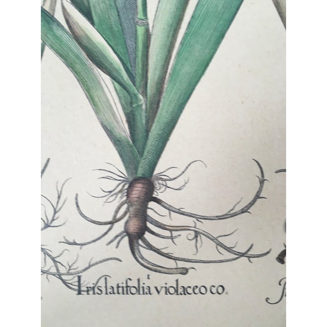 Celadon Late 20th Century Iris Botanical Print, Framed For Sale - Image 8 of 11