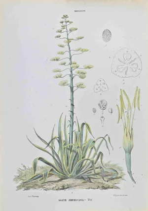 Vincenzo Tenore, Agave Americana, Lithograph, 1870s