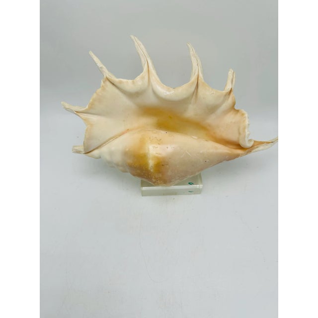 Plastic Vintage Coastal Large Shell on Lucite Stand For Sale - Image 7 of 7