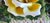 1970s Nuova Capodimonte Grand Porcelain Centerpiece With Doves & Roses For Sale - Image 12 of 17