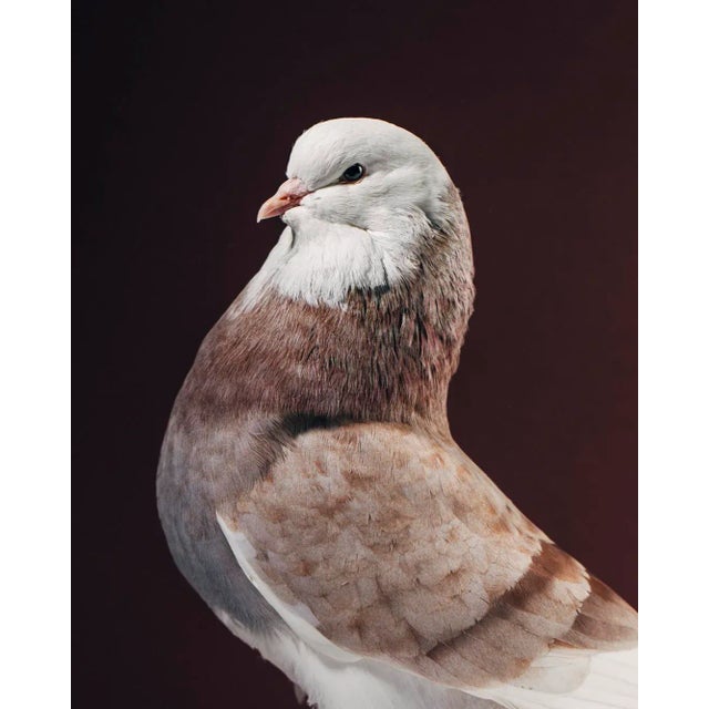 Contemporary Limited Edition Baldhead Roller Pigeon Print by Brendan Burden (40x50") For Sale