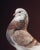 Contemporary Limited Edition Baldhead Roller Pigeon Print by Brendan Burden (40x50") For Sale