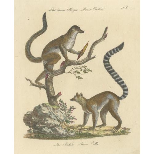 Karl Joseph Brodtmannm, Ring-Tailed Lemur, 1816, Lithograph For Sale - Image 3 of 9