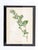 Early Meadow-Rue Fern Botanical Print on Paper, Usa Early 20th C. For Sale In New York - Image 6 of 8