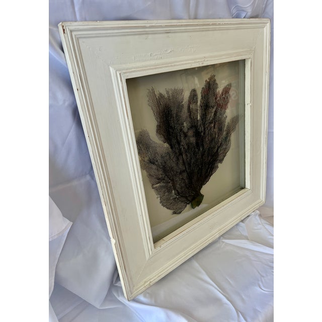 Natural black sea fan displayed in a custom shadow box behind glass. The frame was created from salvaged wood molding....