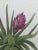 Textile Original Botanical Floral Tropical Bromeliad Plant Painting For Sale - Image 7 of 10