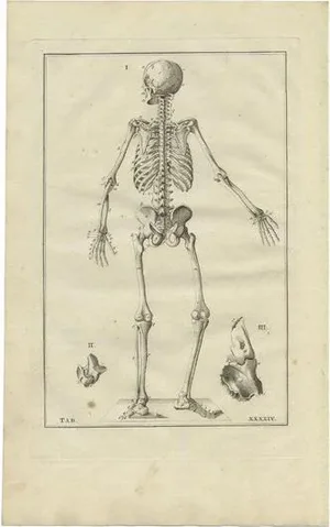 Bartolomeo Eustachi, Anatomy Illustration of the Human Skeleton, 1798, Print