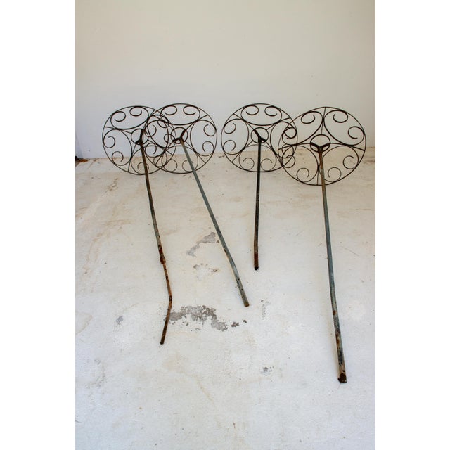 Set of Four French garden Rose Trees For Sale - Image 10 of 12