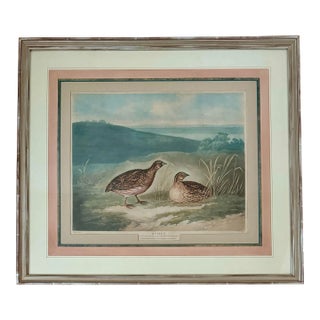 Early 1800s Original Engraving Depicting Quail by Charles Turner, Framed For Sale