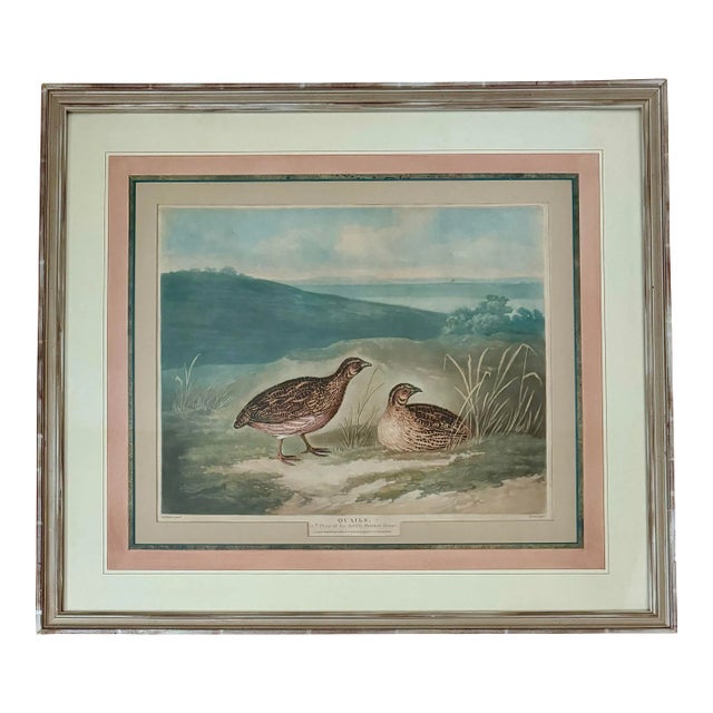 Early 19th Century Original Engraving Depicting Quail by Charles Turner, Framed For Sale