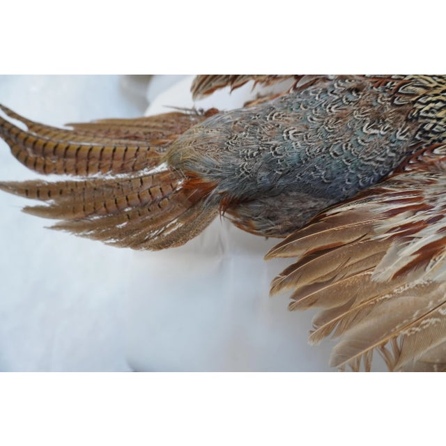 Taxidermy Pheasant in Mid Flight For Sale - Image 10 of 14