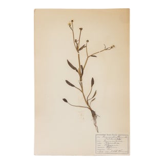 Antique Swedish Herbarium - Ranunculus, Circa 1908 For Sale