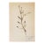 Antique Swedish Herbarium - Ranunculus, Circa 1908 For Sale