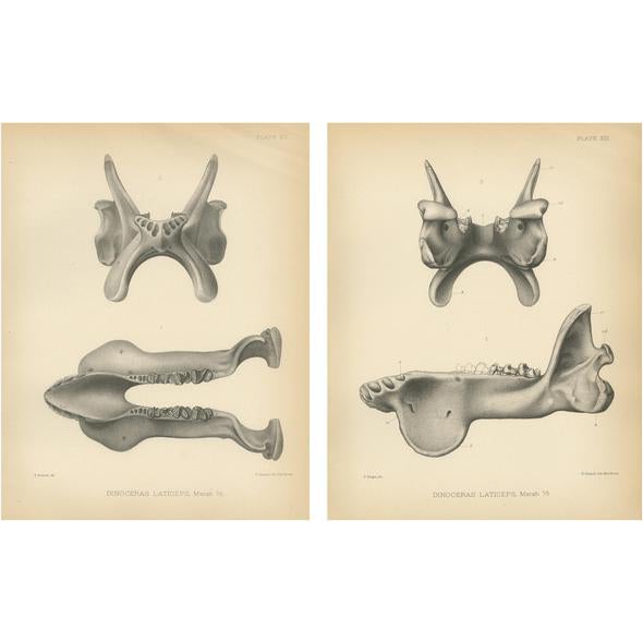 Marsh, Dinoceras Laticeps, 1886, Prints, Set of 2 For Sale