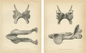 Marsh, Dinoceras Laticeps, 1886, Prints, Set of 2