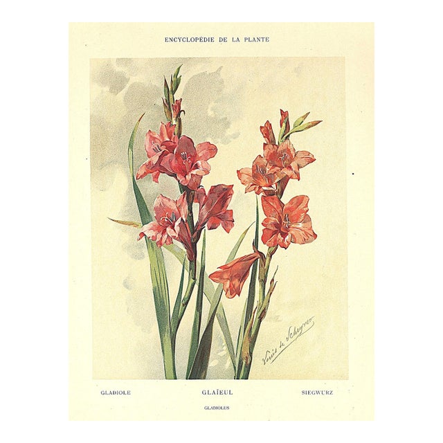1903 Antique French Botanical Chromolithograph-Gladiola-Documentation For Sale