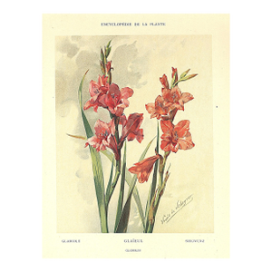 1903 Antique French Botanical Chromolithograph-Gladiola-Documentation