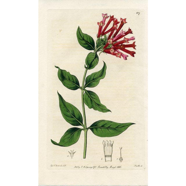 Original early-1800s hand colored engraving that appeared in "The Botanical Register", a British horticultural journal...