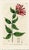 Original early-1800s hand colored engraving that appeared in "The Botanical Register", a British horticultural journal...